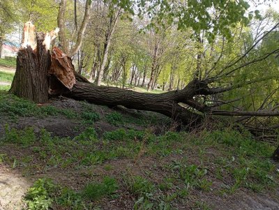 Знеструмлено понад 18 тисяч абонентів та повалені дерева: наслідки негоди на Рівненщині Знеструмлено понад 18 тисяч абонентів та повалені дерева: наслідки негоди на Рівненщині