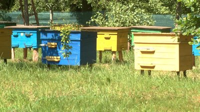 10 років бджолярства: вінничанка продовжила справу батька 10 років бджолярства: вінничанка продовжила справу батька