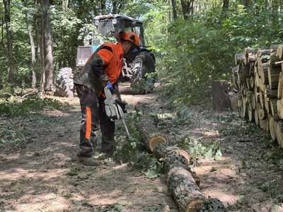 На Полтавщині лісівники заготовляють дрова для населення: як можна купити На Полтавщині лісівники заготовляють дрова для населення: як можна купити