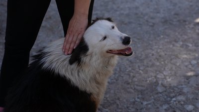 Ніж в оці та колоті рани тулуба. У Дніпрі на ринку знайшли двох поранених собак Ніж в оці та колоті рани тулуба. У Дніпрі на ринку знайшли двох поранених собак