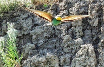 Житель Дніпра зазнімкував зграйку щурок Житель Дніпра зазнімкував зграйку щурок