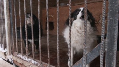 Теплі речі, ковдрочки, солома та корм: чого потребують тварини, які зимують у центрі адопції на Рівненщині Теплі речі, ковдрочки, солома та корм: чого потребують тварини, які зимують у центрі адопції на Рівненщині