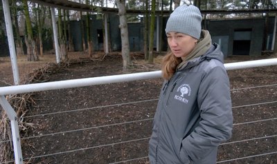 Чекав сім років: черкаському зубру знайшли наречену