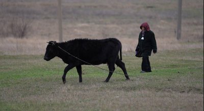 "Старе дерево не пересаджують". Історія Марії Луценко з Дніпропетровщини, яка живе у майже спорожнілому селі "Старе дерево не пересаджують". Історія Марії Луценко з Дніпропетровщини, яка живе у майже спорожнілому селі