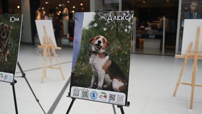 Сумські зоозахисники показали підопічних собак на фотовиставці Сумські зоозахисники показали підопічних собак на фотовиставці