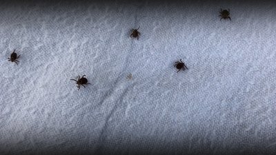 Кліщі та хвороба Лайма: як убезпечити себе від зараження Кліщі та хвороба Лайма: як убезпечити себе від зараження