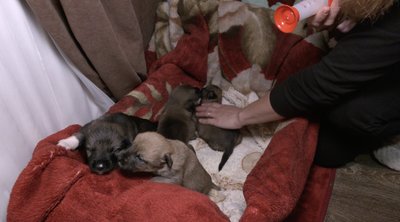 Він лупцює, а вона – любить: історії травмованих людьми тварин з Черкащини Він лупцює, а вона – любить: історії травмованих людьми тварин з Черкащини