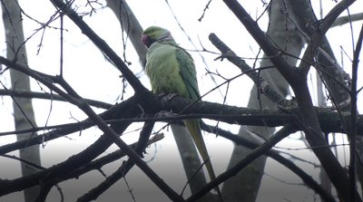 У парку в Чернівцях оселились папуги екзотичного виду Крамера: що це за різновид птахів У парку в Чернівцях оселились папуги екзотичного виду Крамера: що це за різновид птахів