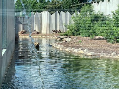 Ведмеді граються гілками у воді Ведмеді граються гілками у воді