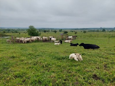 На Львівщині фермер готовий взяти на перетримку тварин з Півдня України На Львівщині фермер готовий взяти на перетримку тварин з Півдня України