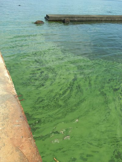 “Сьогодні-завтра до нас почне надходити максимально забруднена вода”: еколог з Одеси про наслідки підриву Каховської ГЕС “Сьогодні-завтра до нас почне надходити максимально забруднена вода”: еколог з Одеси про наслідки підриву Каховської ГЕС