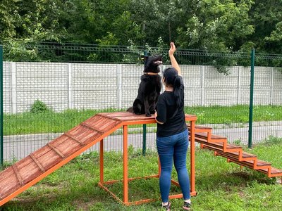 "У собак треба сформувати правильний світогляд": як дресирують тварин у Вінницькому муніципальному притулку "У собак треба сформувати правильний світогляд": як дресирують тварин у Вінницькому муніципальному притулку