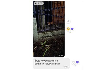 На території дитсадка в Житомирі помітили лисицю: що про це відомо На території дитсадка в Житомирі помітили лисицю: що про це відомо