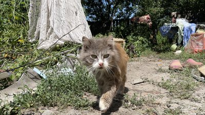 кіт, обстріл, падіння уламків, Основ'янський район, Харків кіт, обстріл, падіння уламків, Основ'янський район, Харків