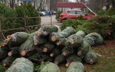 Ставлять до Миколая: у Черкасах розпочали роботу ялинкові ярмарки Ставлять до Миколая: у Черкасах розпочали роботу ялинкові ярмарки