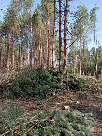 Вирубані дерева у жовтні 2023 року на території Рокитнівської громади Вирубані дерева у жовтні 2023 року на території Рокитнівської громади
