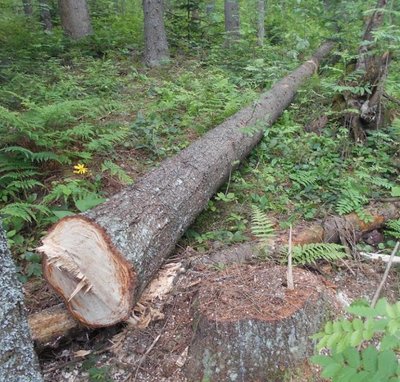 На Львівщині незаконно вирубали дерева на території заповідника На Львівщині незаконно вирубали дерева на території заповідника