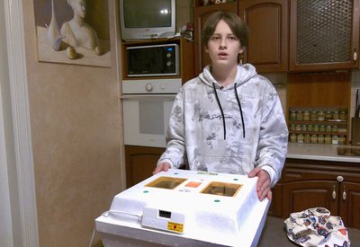 інкубатор, декоративні кури інкубатор, декоративні кури