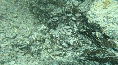 Водолази дістають давньоримські монети 4 століття біля берегів Італії Водолази дістають давньоримські монети 4 століття біля берегів Італії