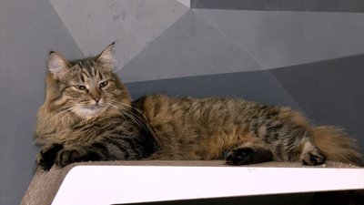 Три роки чекали на дім: двоє котів-друзів із вінницького котопростору їдуть до Відня Три роки чекали на дім: двоє котів-друзів із вінницького котопростору їдуть до Відня