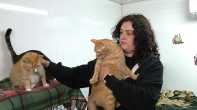 У хмельницькому притулку половина котів з прифронтових територій: тварин евакуюють та шукають їм родини У хмельницькому притулку половина котів з прифронтових територій: тварин евакуюють та шукають їм родини