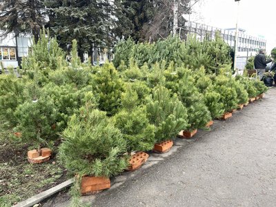 У Полтаві почали продавати новорічні ялинки: які ціни