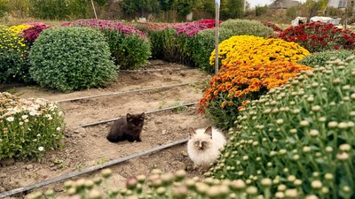 На городі замість картоплі — хризантеми: жителька Вінниччини виростила квітник із 500 кущів На городі замість картоплі — хризантеми: жителька Вінниччини виростила квітник із 500 кущів