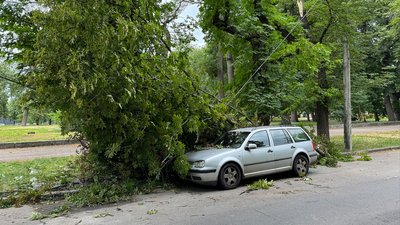 У Полтаві через сильний вітер падають дерева
