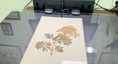 На Черкащині оцифровують науковий гербарій, якому 182 роки На Черкащині оцифровують науковий гербарій, якому 182 роки