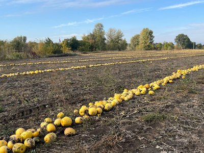 "Побило градом": на Черкащині збирають урожай гарбузів "Побило градом": на Черкащині збирають урожай гарбузів
