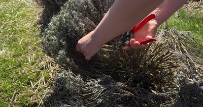"Сезону фото у лаванді не буде": квіткові поля на Хмельниччині не витримали зимових морозів "Сезону фото у лаванді не буде": квіткові поля на Хмельниччині не витримали зимових морозів