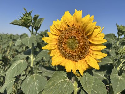 На Херсонщині аграрії через посуху втрачають урожай соняшнику На Херсонщині аграрії через посуху втрачають урожай соняшнику