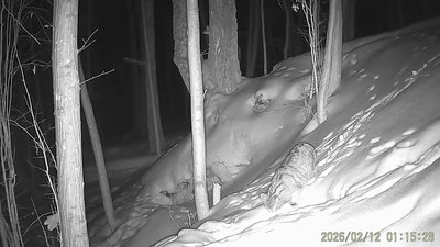 Трапляється вкрай рідко: кота лісового зафіксувала фотопастка у нацпарку на Рівненщині Трапляється вкрай рідко: кота лісового зафіксувала фотопастка у нацпарку на Рівненщині