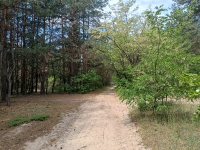 Для боротьби з лісовими пожежами на Дніпропетровщині створили 400 кілометрів протипожежних смуг: як це працює Для боротьби з лісовими пожежами на Дніпропетровщині створили 400 кілометрів протипожежних смуг: як це працює