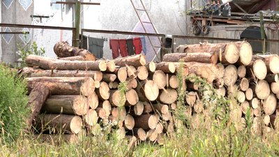 На Житомирщині подорожчали дрова: скільки коштує кубометр у 2026 році На Житомирщині подорожчали дрова: скільки коштує кубометр у 2026 році