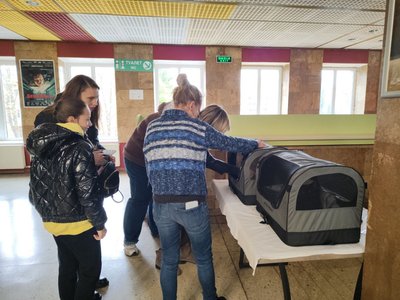 "Вони матимуть сім'ю": у Черкасах влаштували виставку, аби знайти дім безпритульним котам