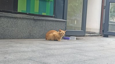 У Житомирі фіксують перегріви у собак: як цього уникнути