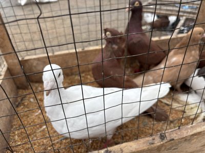 У Первомайську відбулася виставка-ярмарок голубів та екзотичних птахів У Первомайську відбулася виставка-ярмарок голубів та екзотичних птахів