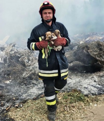 На Черкащині з пожежі врятували цуценят На Черкащині з пожежі врятували цуценят