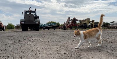 Сільгосппідприємство посівна озима пшениця сільське господарство фермерство прифронтова Іллінівська громада Донецька область 10 вересня 2024 рік Сільгосппідприємство посівна озима пшениця сільське господарство фермерство прифронтова Іллінівська громада Донецька область 10 вересня 2024 рік