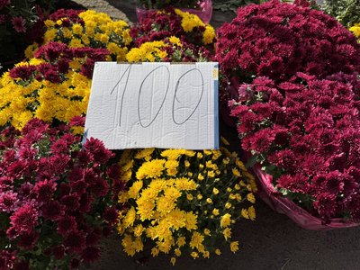 «Беруть на кладовище»: які квіти купують ужгородці та які ціни «Беруть на кладовище»: які квіти купують ужгородці та які ціни