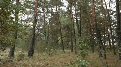 Пішов у ліс і заблукав у нетрях: історія порятунку пенсіонера з Рівненщини Пішов у ліс і заблукав у нетрях: історія порятунку пенсіонера з Рівненщини