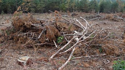 Жителі прикордоння Сумщини можуть безоплатно забирати рештки після заготівлі деревини Жителі прикордоння Сумщини можуть безоплатно забирати рештки після заготівлі деревини