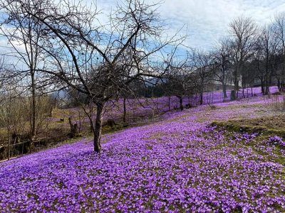 На Закарпатті зацвіла Долина Шафранів