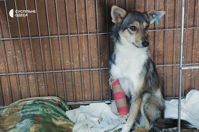 Сотні врятованих котів та собак: чому зооволонтер з Одещини допомагає тваринам Сотні врятованих котів та собак: чому зооволонтер з Одещини допомагає тваринам