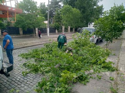 В Одесі впали дерева та великі гілки через вітер В Одесі впали дерева та великі гілки через вітер