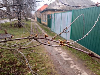 "Абрикос практично немає". Чи вплинули заморозки на Дніпропетровщині на урожай зернових та плодових "Абрикос практично немає". Чи вплинули заморозки на Дніпропетровщині на урожай зернових та плодових