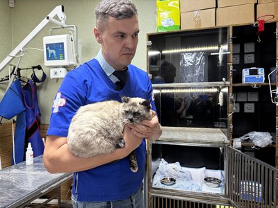 У Сумах врятували кішку Елю, яку дістали з-під завалів після удару КАБом У Сумах врятували кішку Елю, яку дістали з-під завалів після удару КАБом