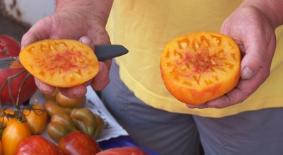 Сорти, насіння, вирощування помідорів Сорти, насіння, вирощування помідорів