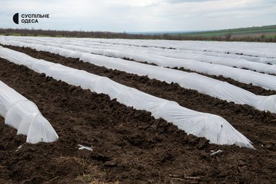 "Ми боронили цю землю, тепер працюємо на ній": ветерани з Одещини започаткували агросправу на грантові кошти "Ми боронили цю землю, тепер працюємо на ній": ветерани з Одещини започаткували агросправу на грантові кошти